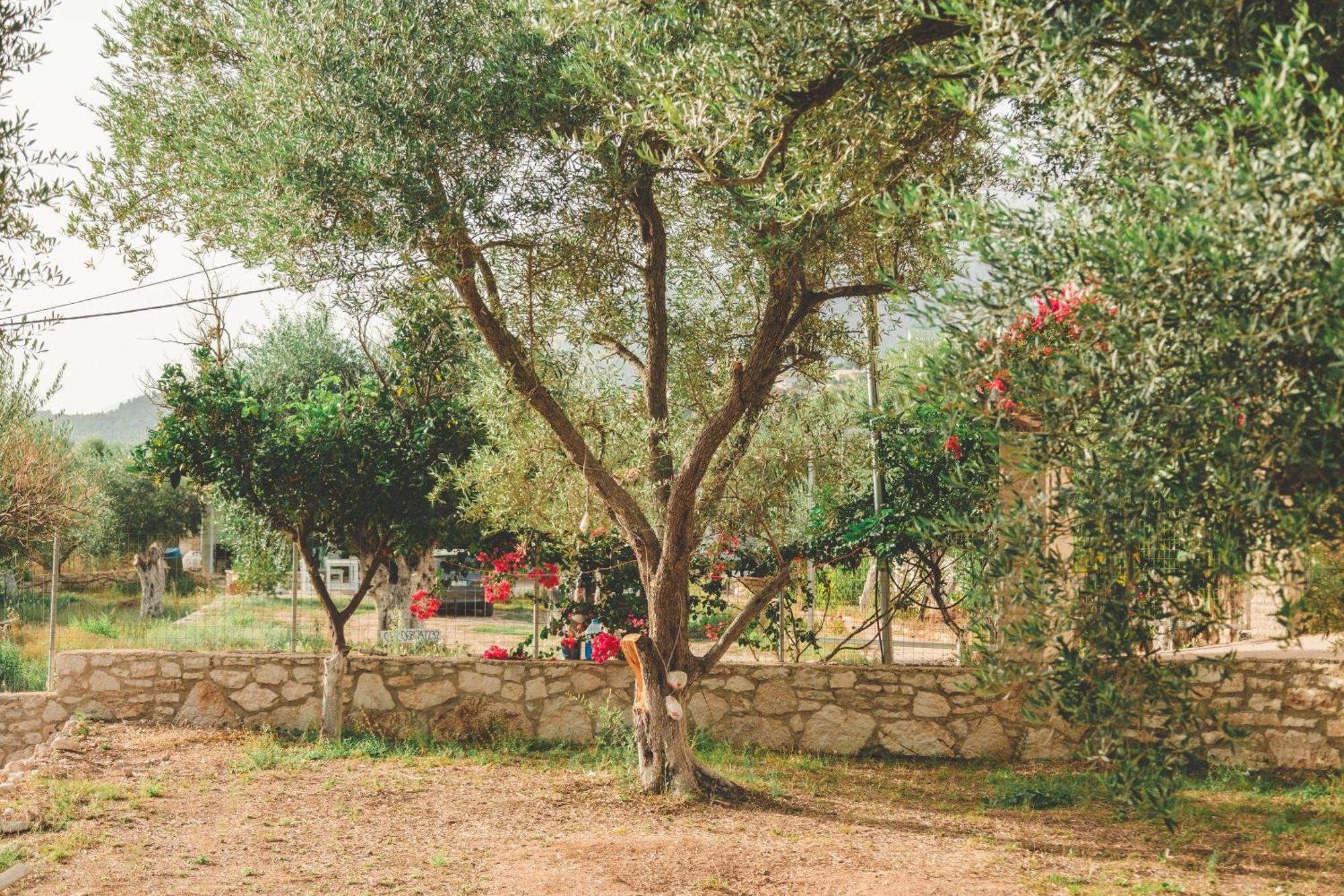 Olive Camping Himarë Exterior foto